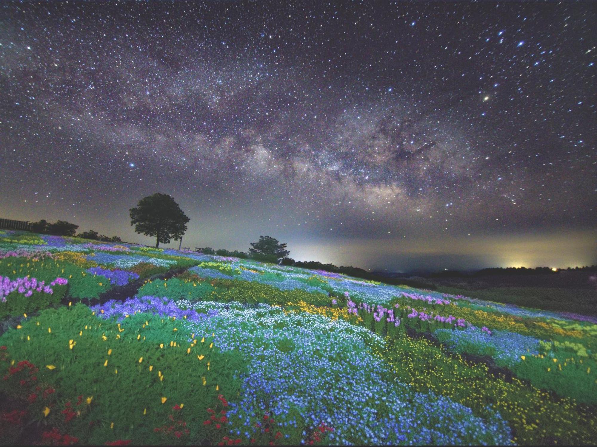 くじゅう花公園　キャンピングリゾート花と星 Kuju Dış mekan fotoğraf