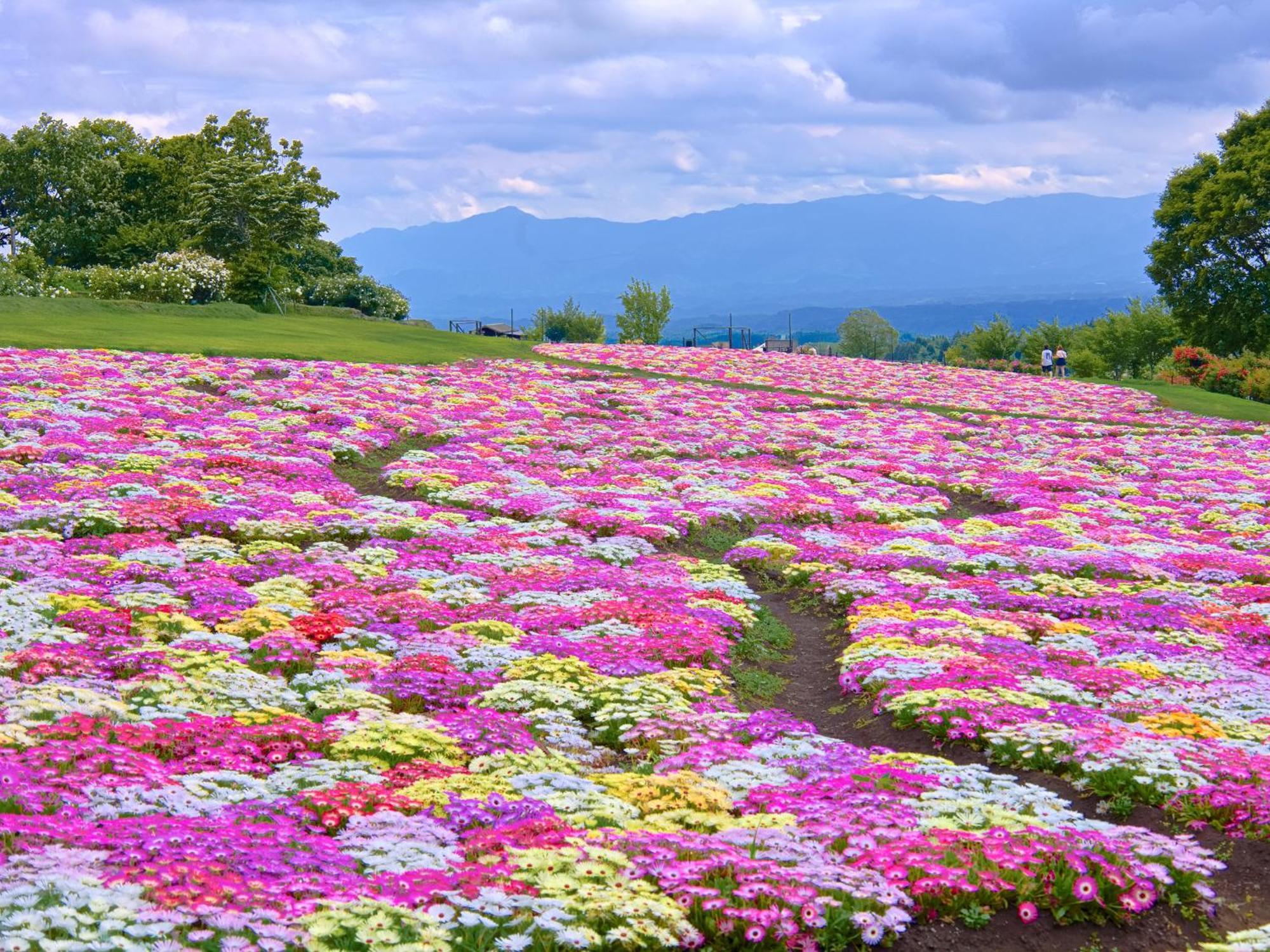 くじゅう花公園　キャンピングリゾート花と星 Kuju Dış mekan fotoğraf
