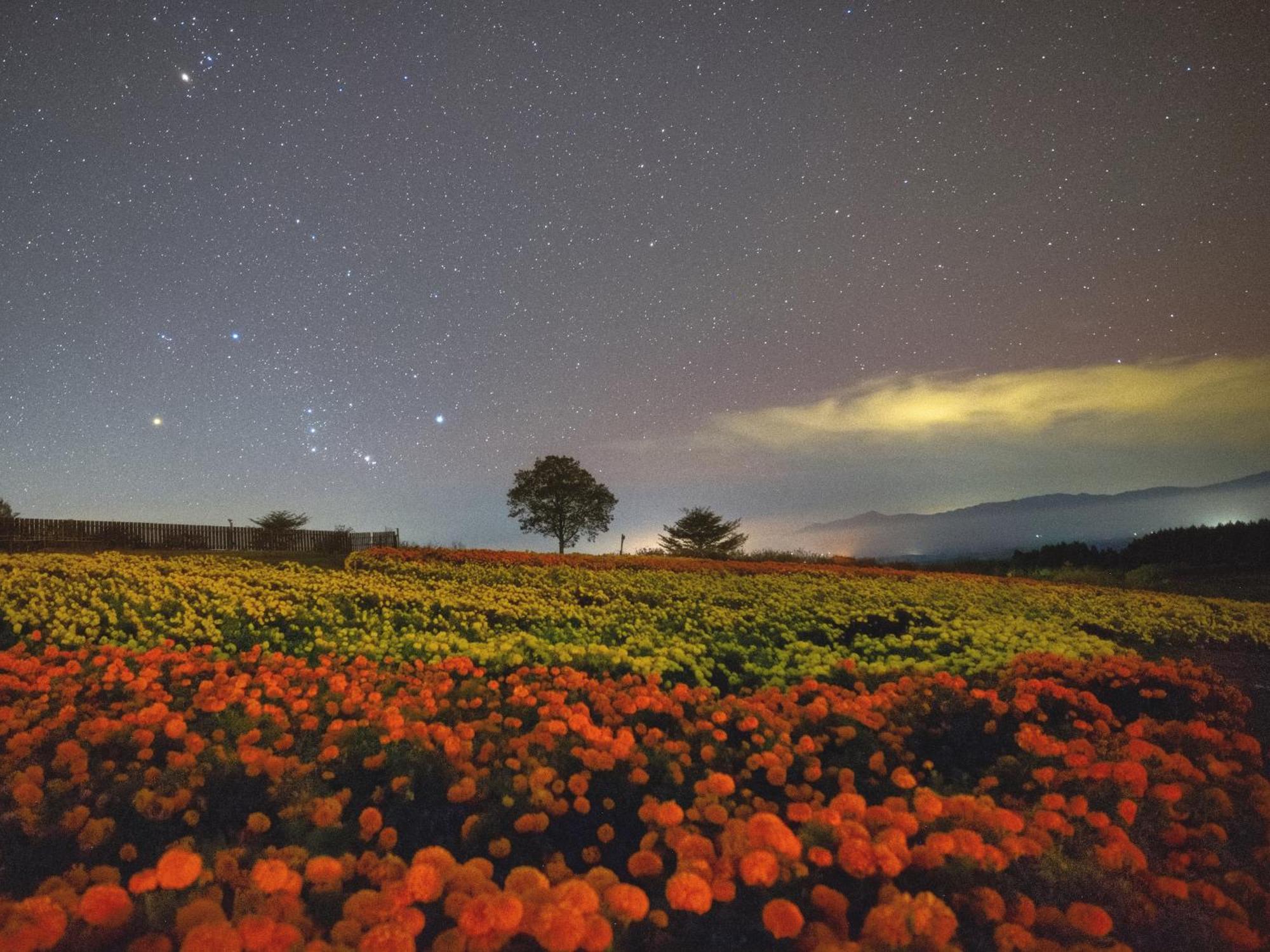 くじゅう花公園　キャンピングリゾート花と星 Kuju Dış mekan fotoğraf