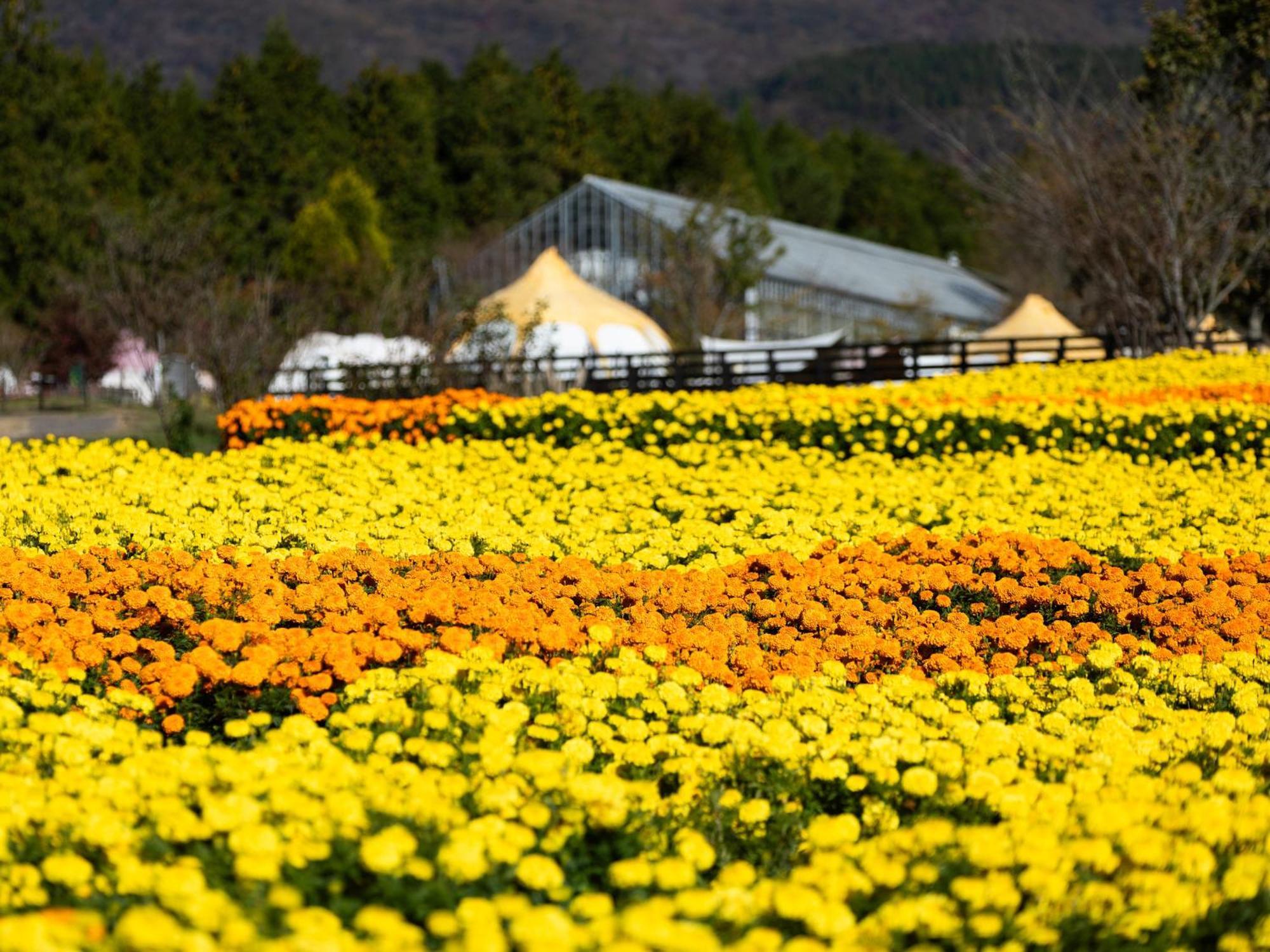 くじゅう花公園　キャンピングリゾート花と星 Kuju Dış mekan fotoğraf