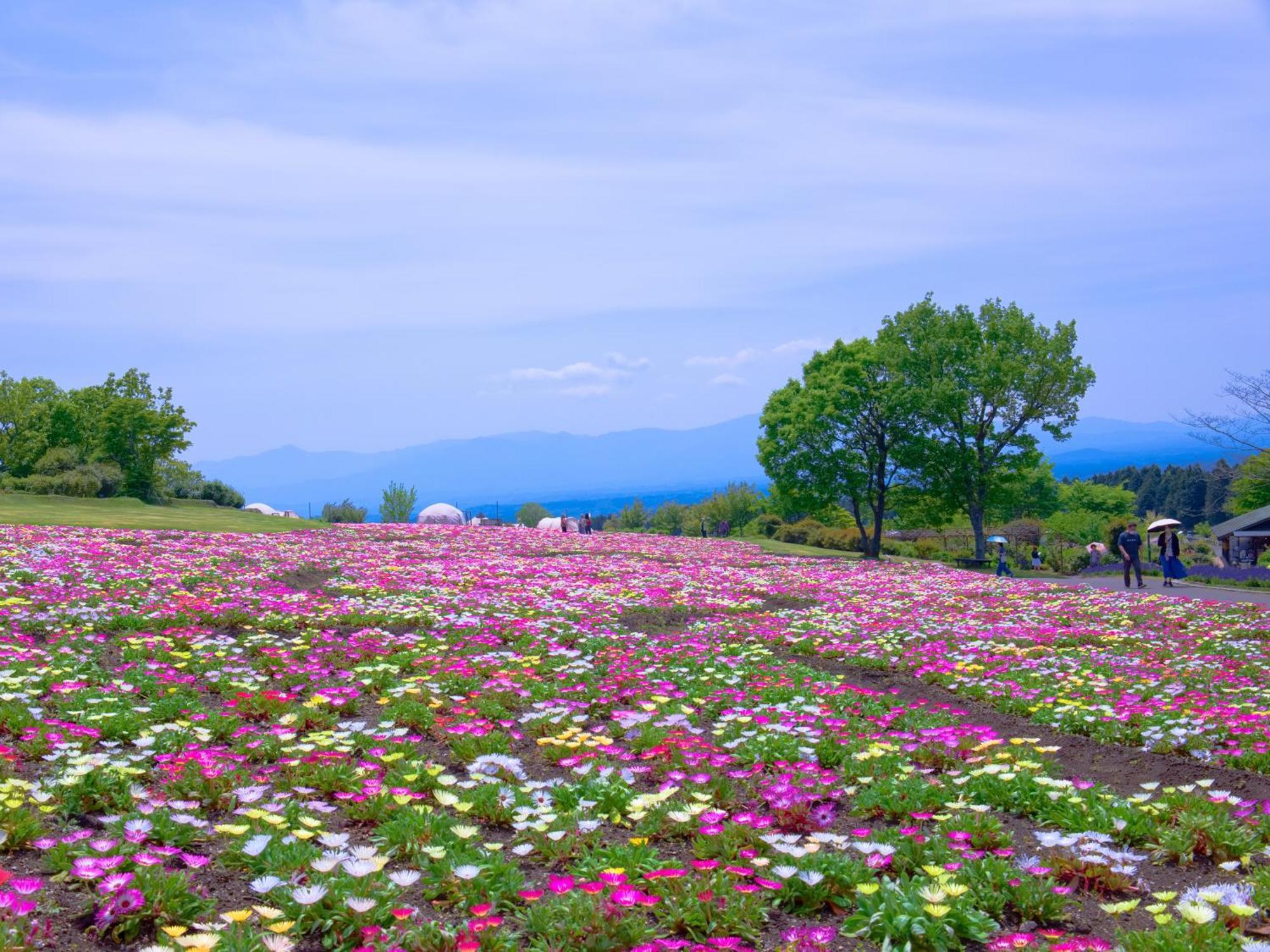 くじゅう花公園　キャンピングリゾート花と星 Kuju Dış mekan fotoğraf