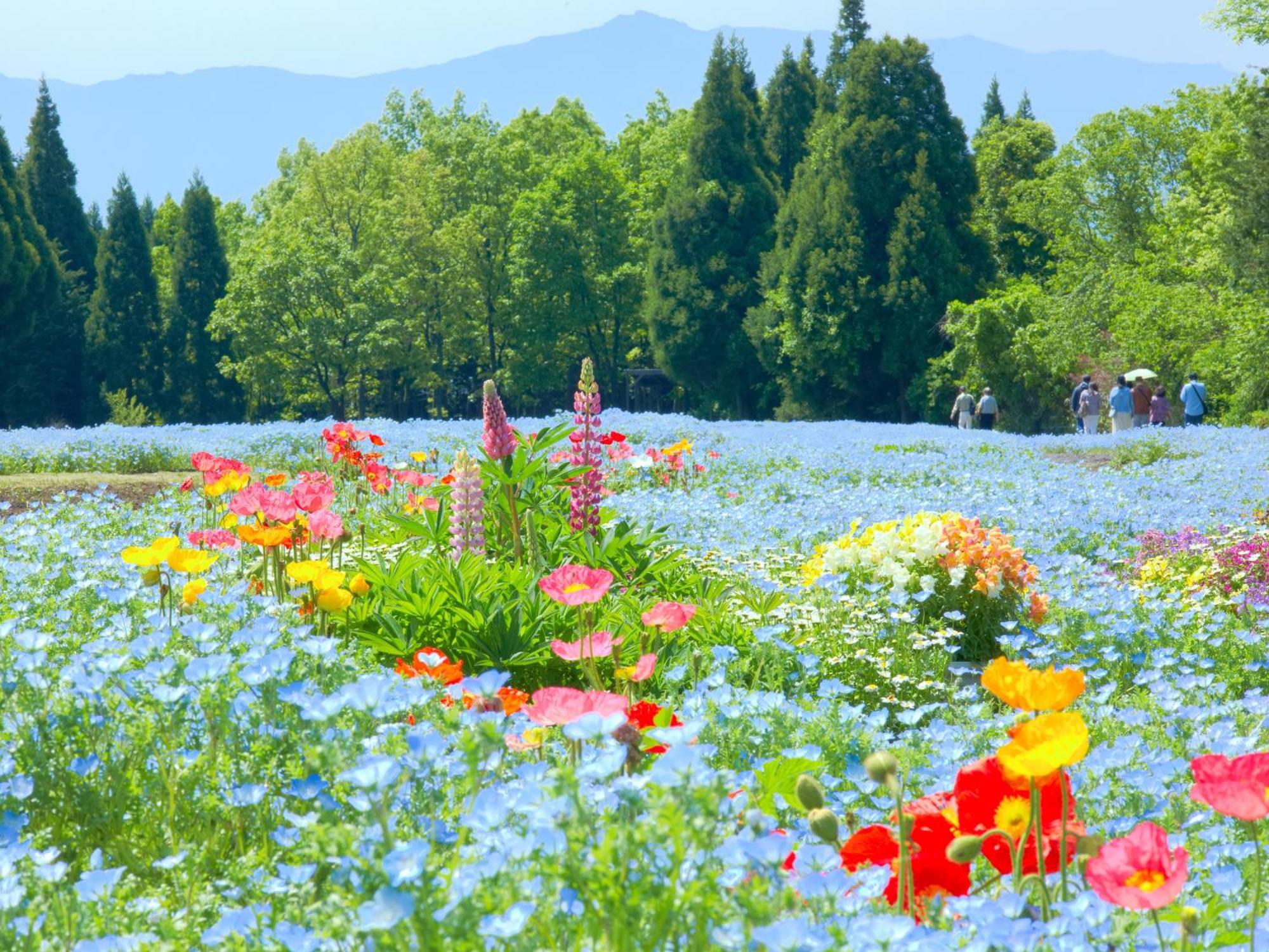 くじゅう花公園　キャンピングリゾート花と星 Kuju Dış mekan fotoğraf