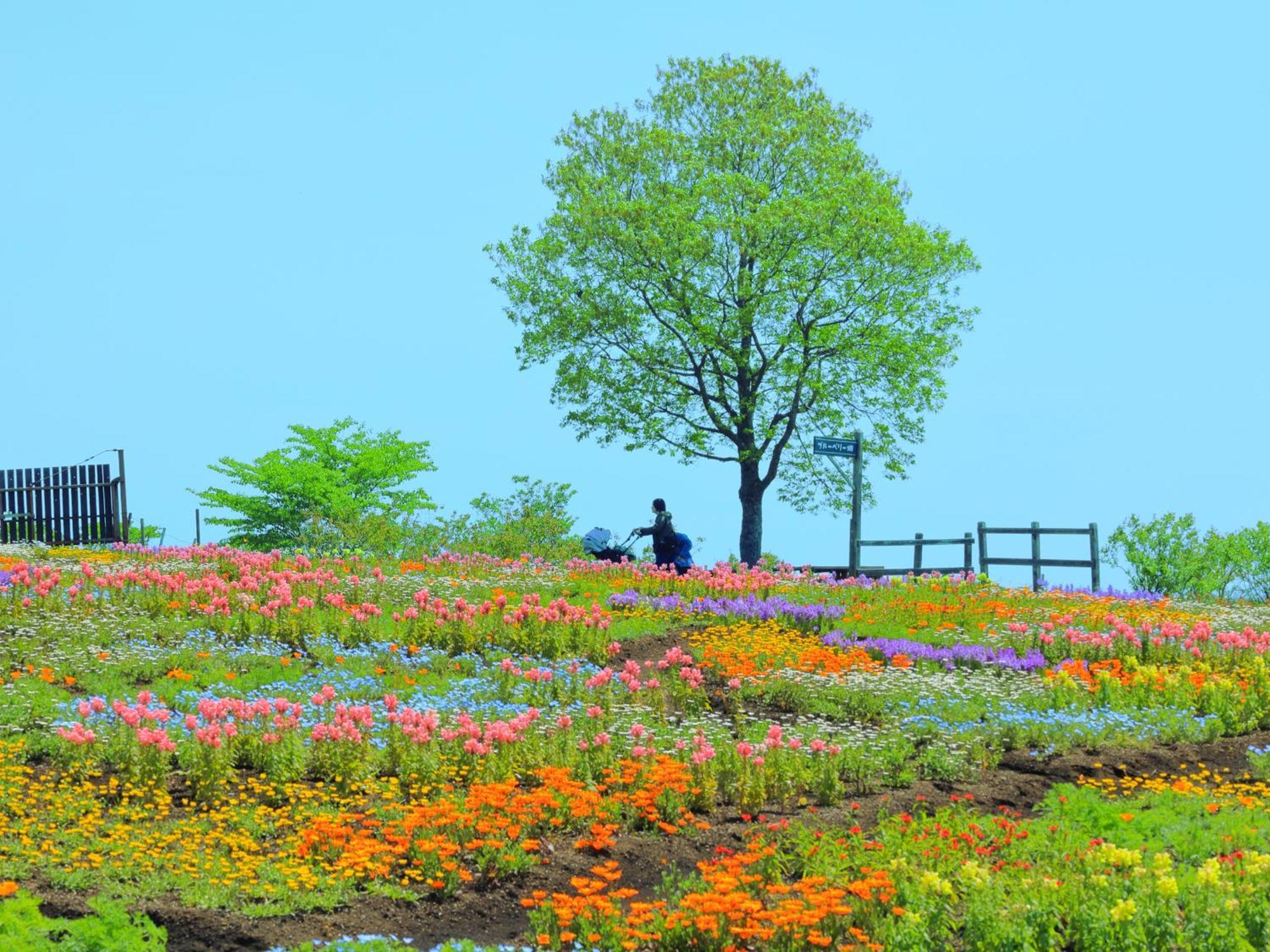 くじゅう花公園　キャンピングリゾート花と星 Kuju Dış mekan fotoğraf