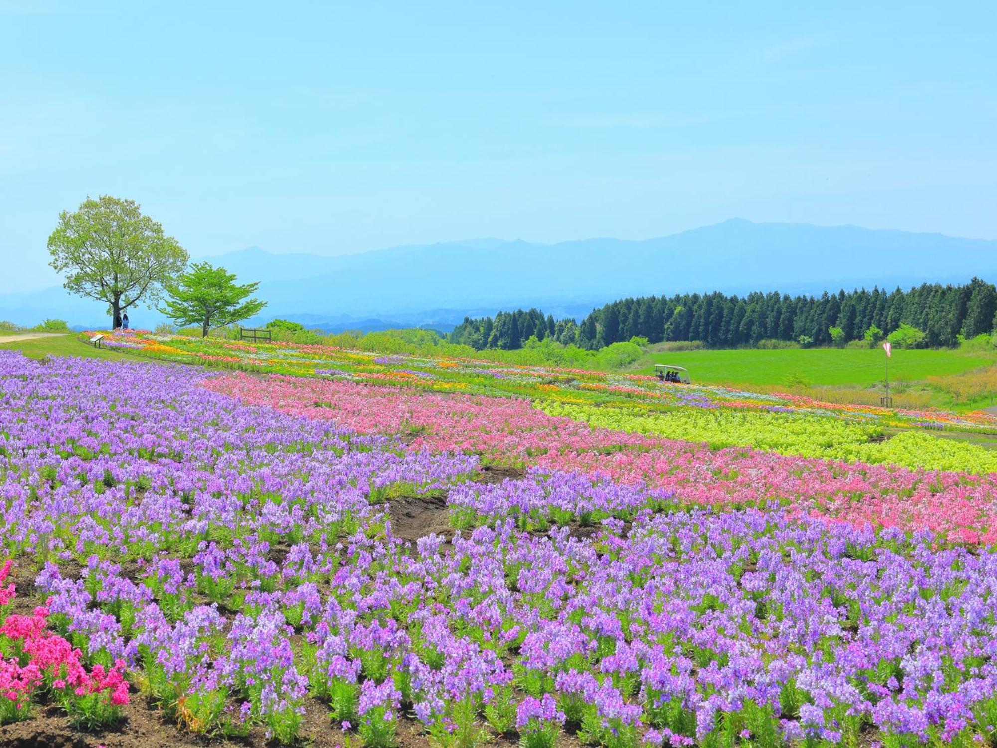 くじゅう花公園　キャンピングリゾート花と星 Kuju Dış mekan fotoğraf