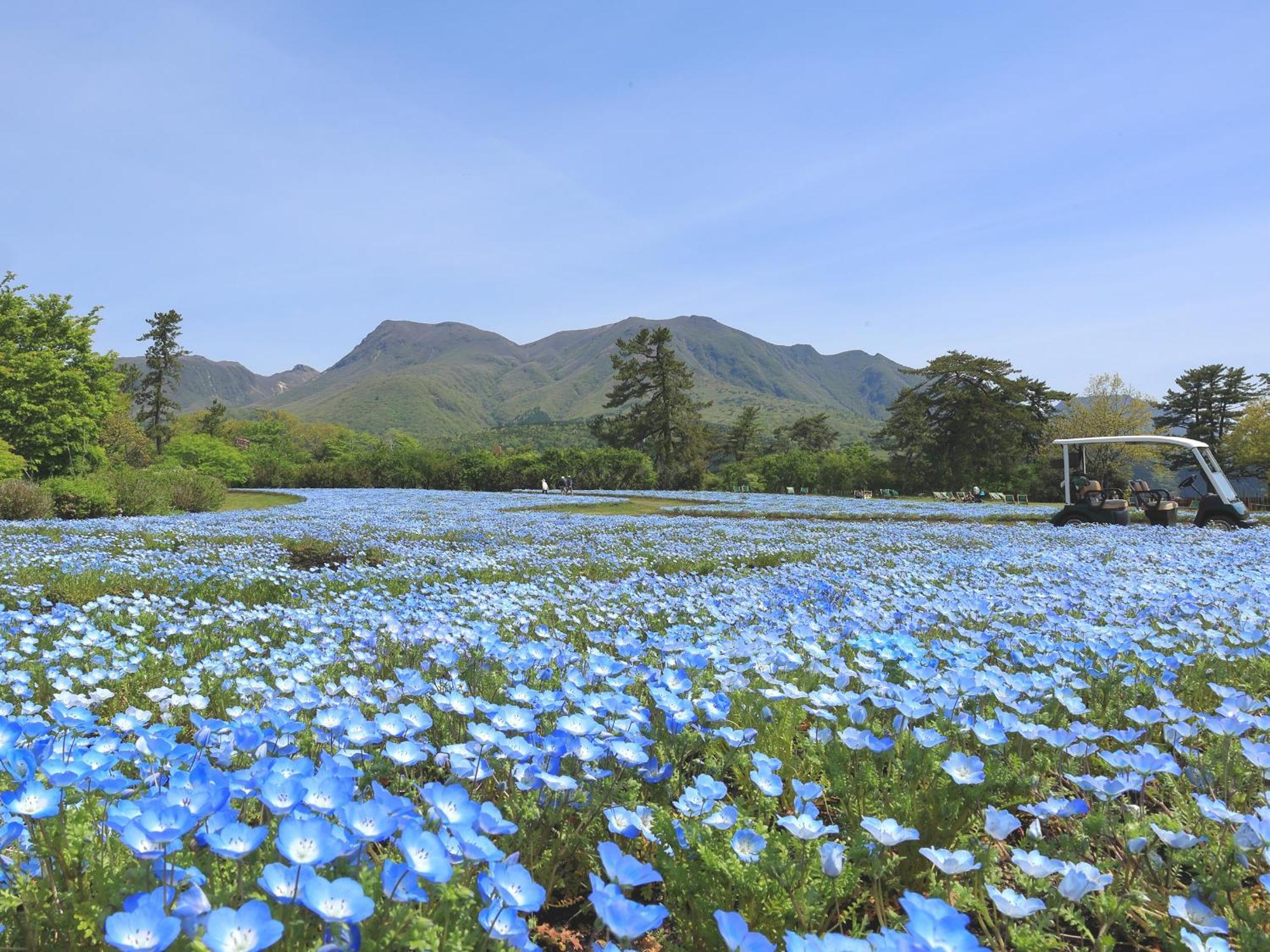 くじゅう花公園　キャンピングリゾート花と星 Kuju Dış mekan fotoğraf