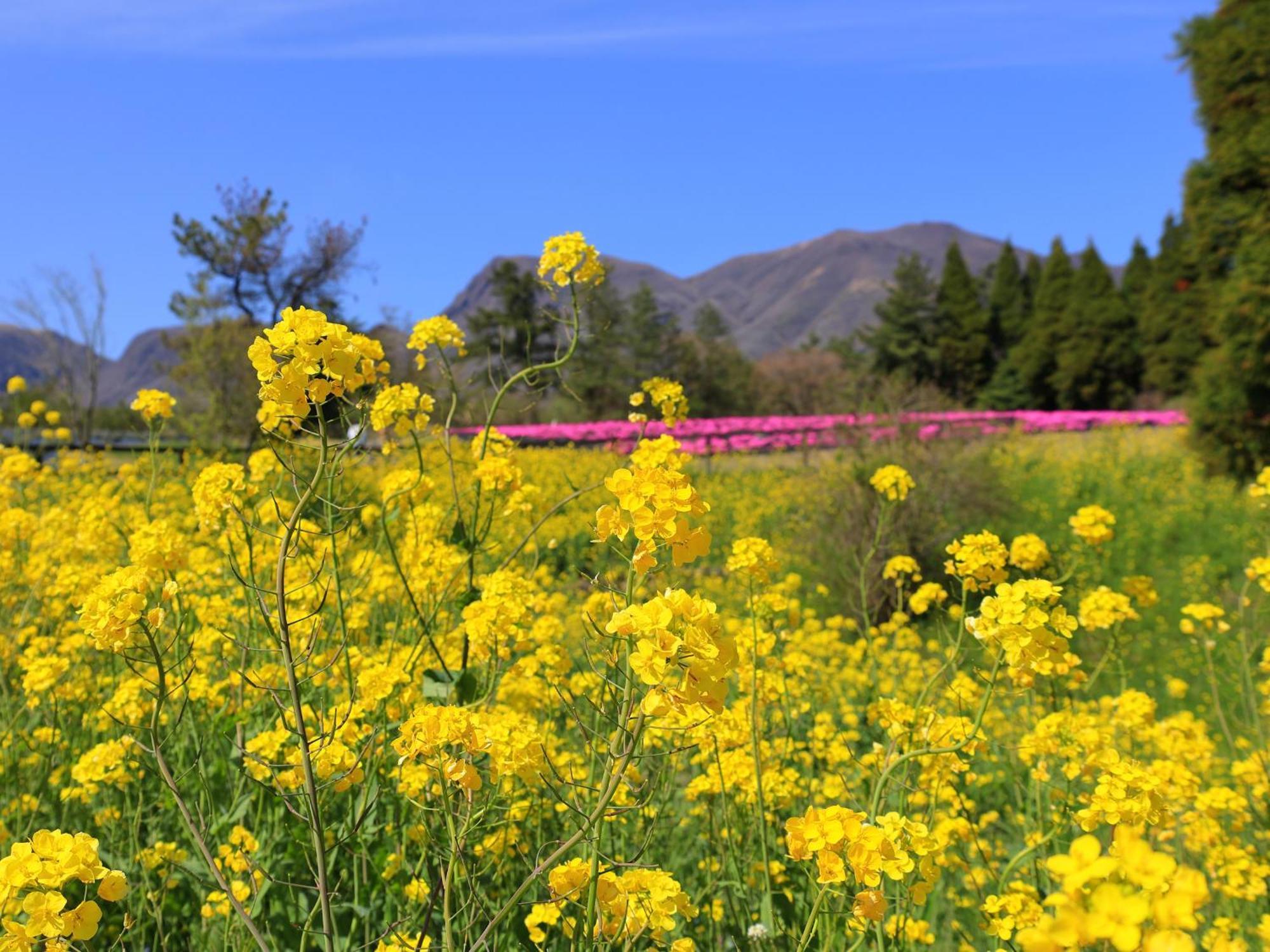 くじゅう花公園　キャンピングリゾート花と星 Kuju Dış mekan fotoğraf