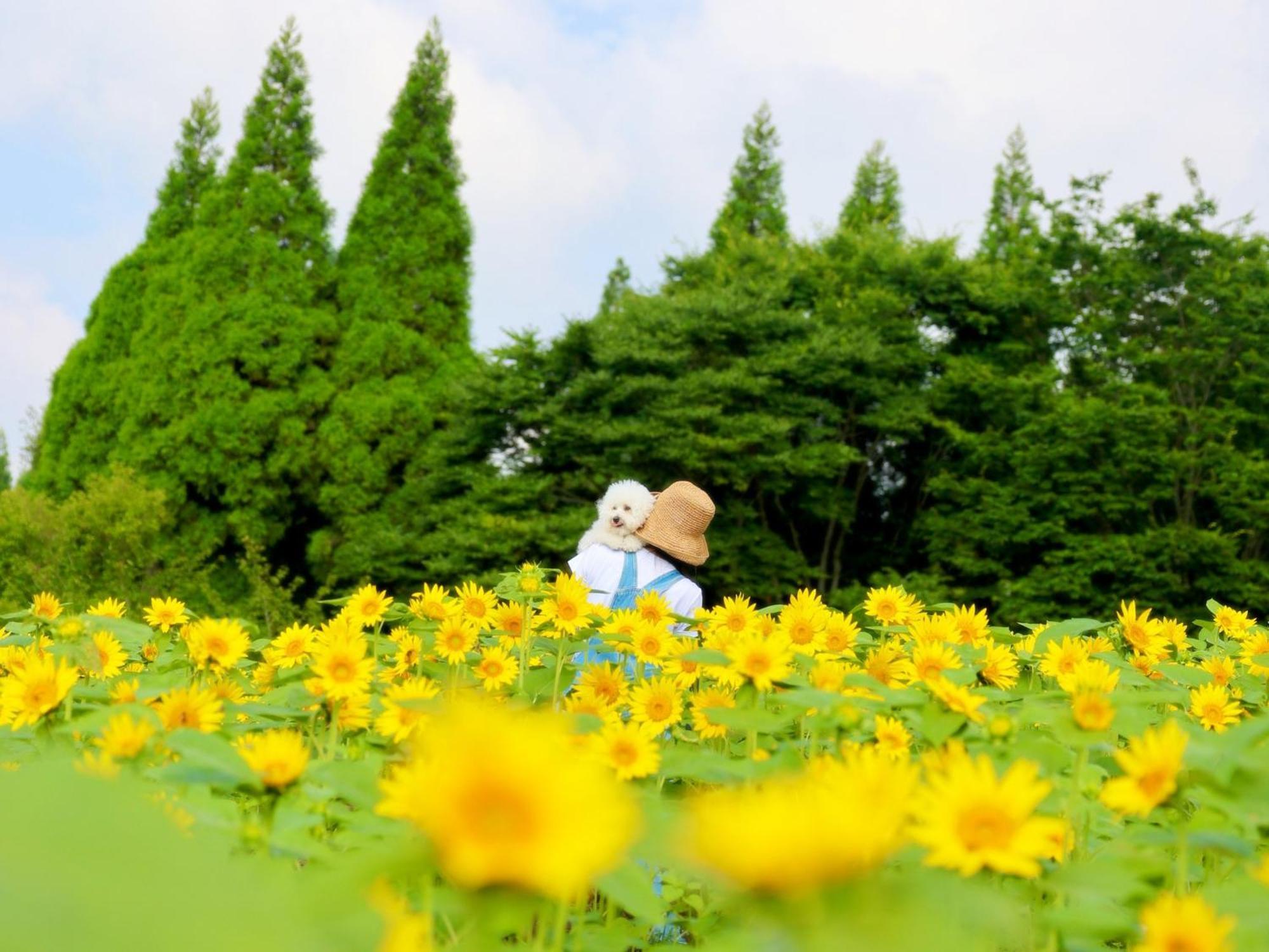 くじゅう花公園　キャンピングリゾート花と星 Kuju Dış mekan fotoğraf